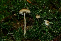 Sagaranella tylicolor