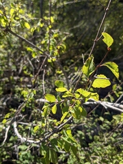 Symphoricarpos albus