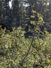 Symphoricarpos albus