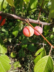 Prunus americana