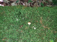 Sagaranella tylicolor