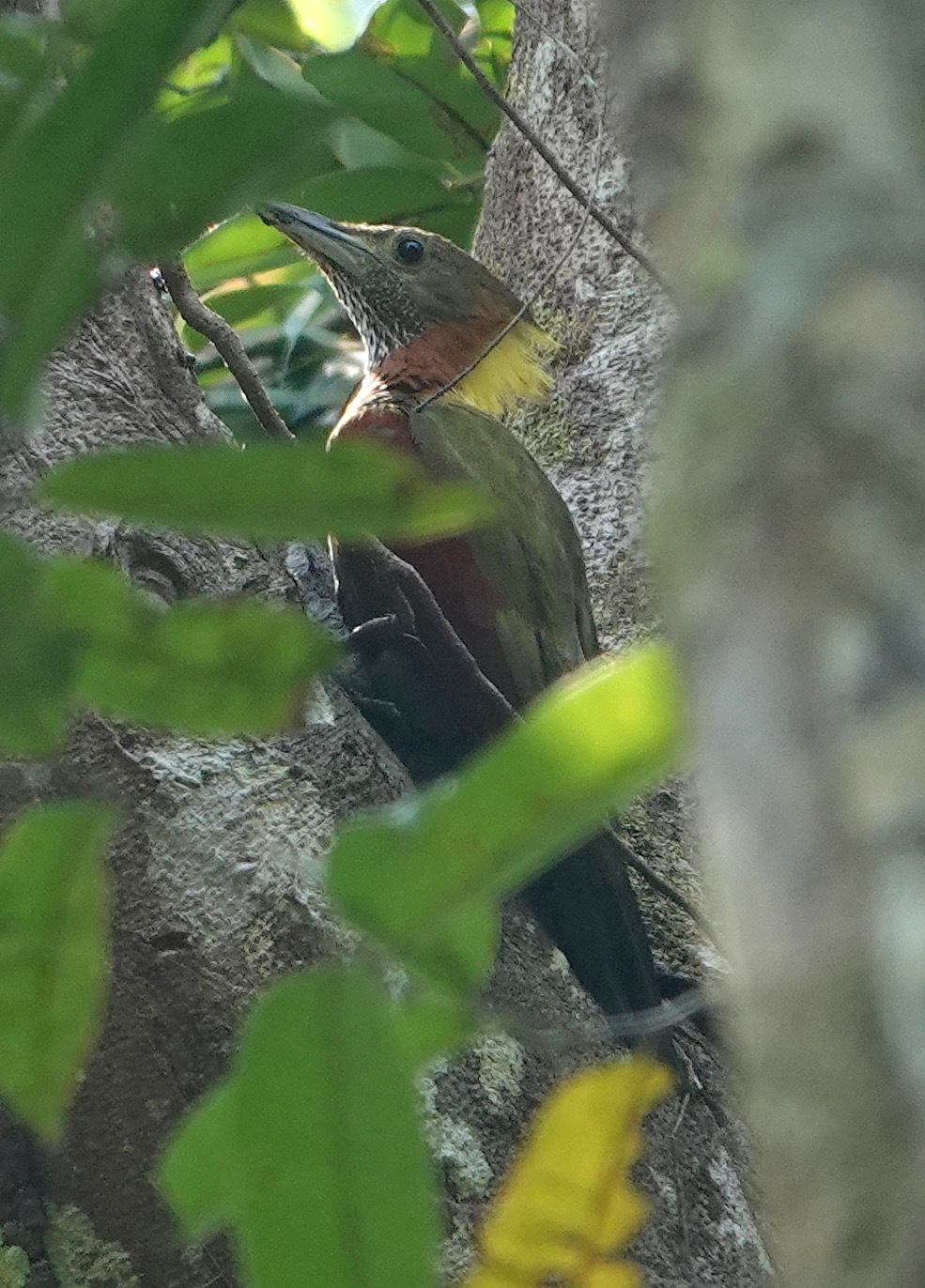 Checker-throated Woodpecker (Chrysophlegma mentale)