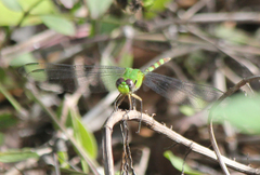 Erythemis vesiculosa