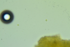 Sagaranella tylicolor