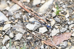 Argia funebris