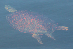 Pseudemys