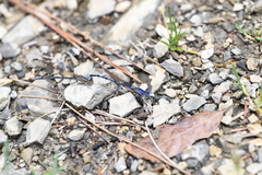 Argia funebris