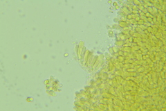 Sagaranella tylicolor