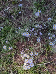 Erigeron
