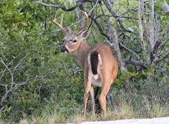 Odocoileus virginianus clavium