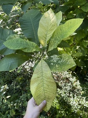 Magnolia tripetala