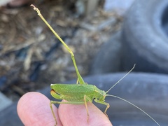 Platylyra californica