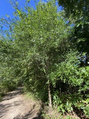 Quercus phellos