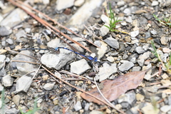 Argia funebris