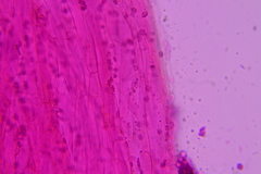 Sagaranella tylicolor