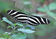 Heliconius charithonia