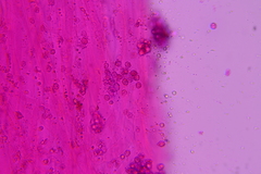 Sagaranella tylicolor