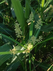 Cyperus esculentus