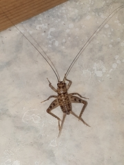 Gryllomorpha dalmatina