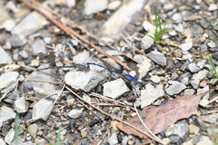 Argia funebris