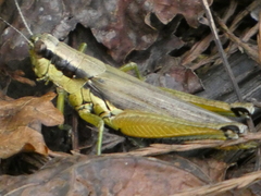 Paroxya clavuligera