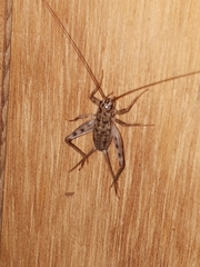 Gryllomorpha dalmatina