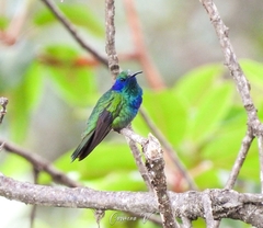 Colibri thalassinus