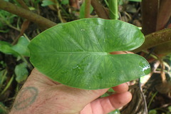 Aroideae