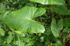 Aroideae