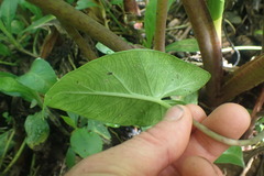 Aroideae