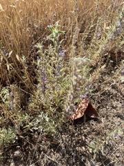 Trichostema lanceolatum