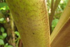 Aroideae