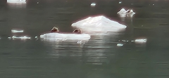 Phoca vitulina