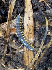 Harpaphe haydeniana scotia