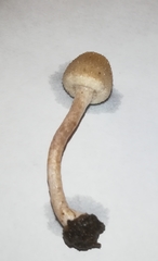 Tympanella galanthina