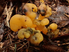 Hypomyces leotiicola