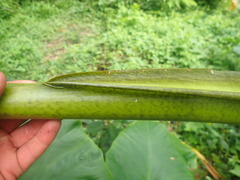 Aroideae