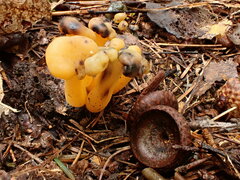 Hypomyces leotiicola
