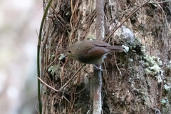 Sericornis rufescens