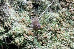 Sericornis rufescens