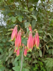 Alstroemeria longistaminea
