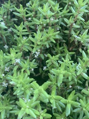 Crassula helmsii