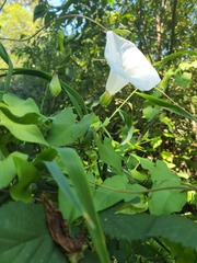 Calystegia silvatica