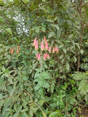 Alstroemeria longistaminea