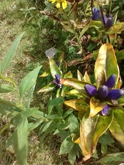 Gentiana clausa