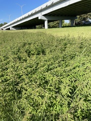 Aeschynomene americana