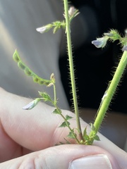 Aeschynomene americana