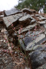 Eriogonum vimineum