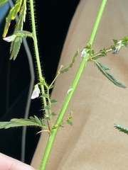 Aeschynomene americana