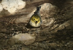 Setophaga occidentalis